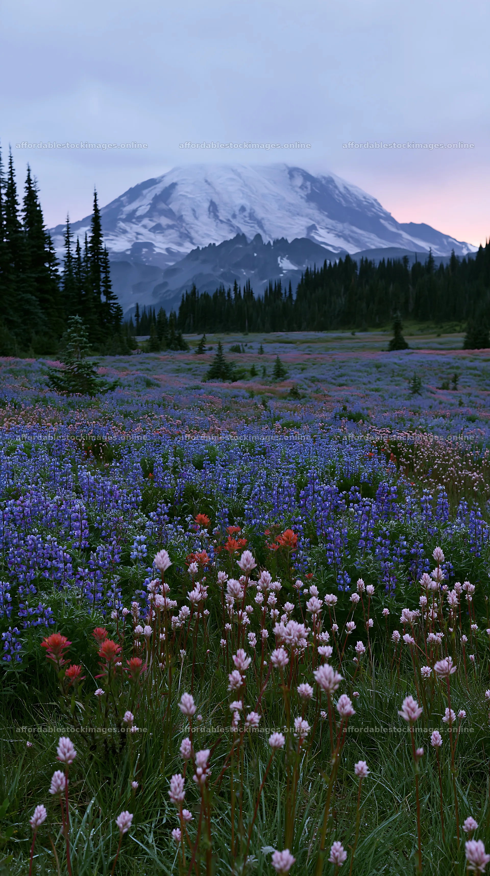 Mount Rainier lupine meadow with wildflowers and mountains – stock images 5938x10608