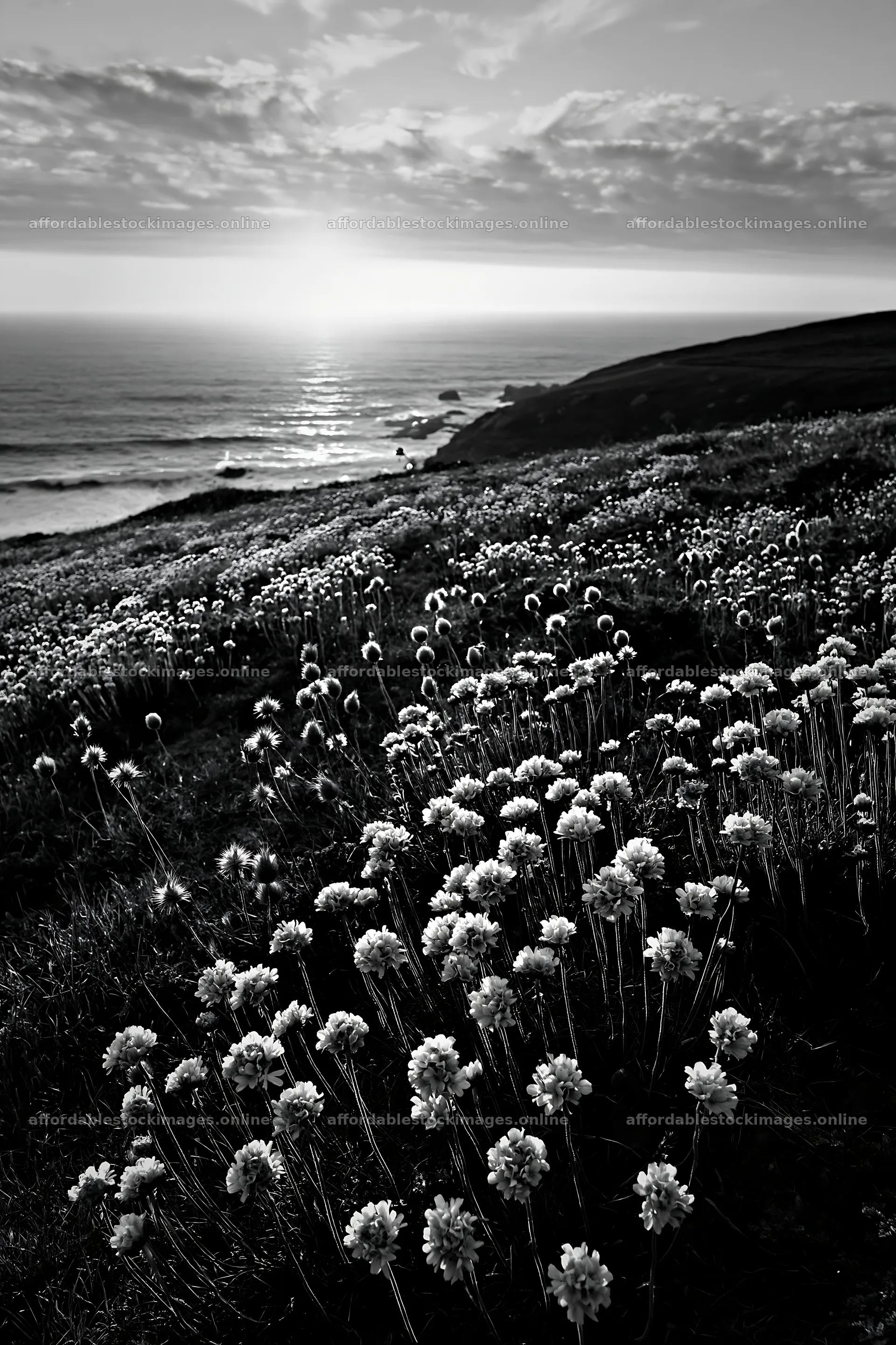 Flowers on a meadow above the Atlantic coast at sunset – stock images 6480x9722