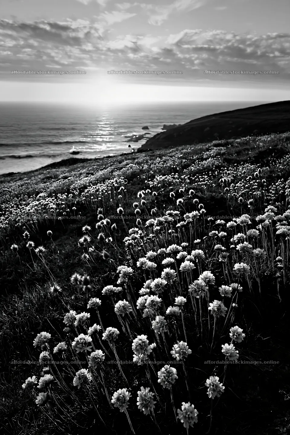 Flowers on a meadow above the Atlantic coast at sunset – stock images 6480x9722