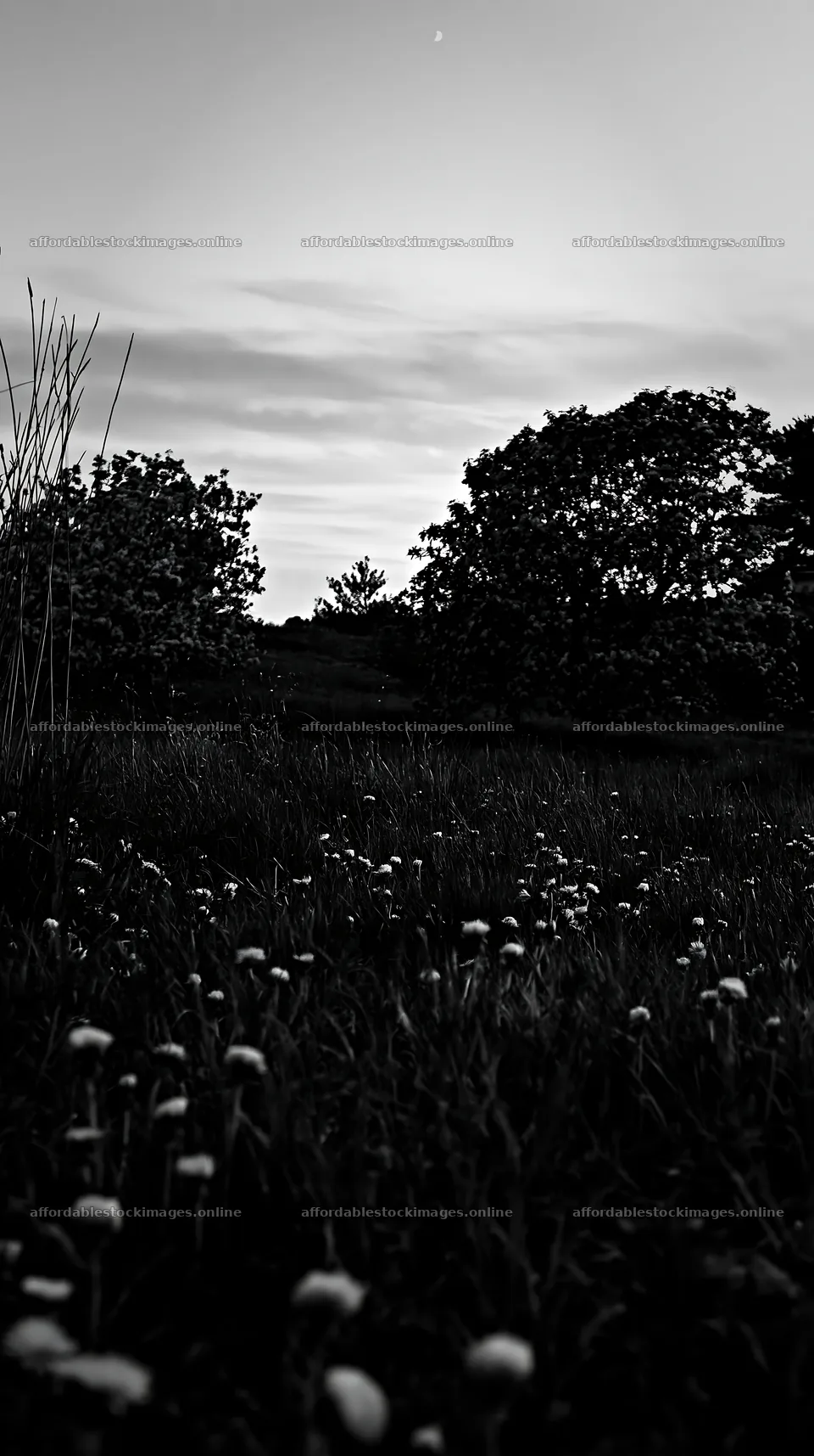 Dandelion orchard meadow in black and white at dusk – stock images 5938x10608