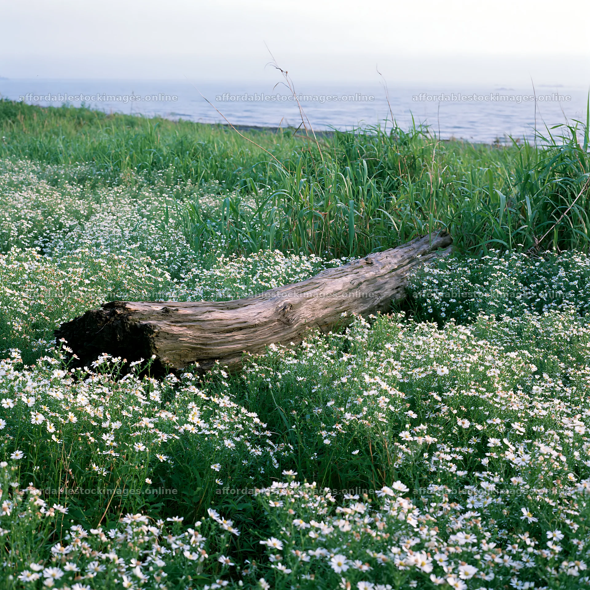 Chiba coastal climate meadow driftwood foreground – stock images 7938x7938