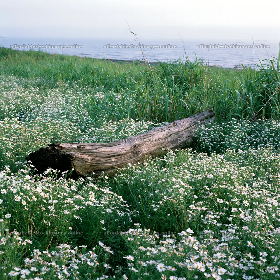 Chiba coastal climate meadow driftwood foreground – stock images 7938x7938