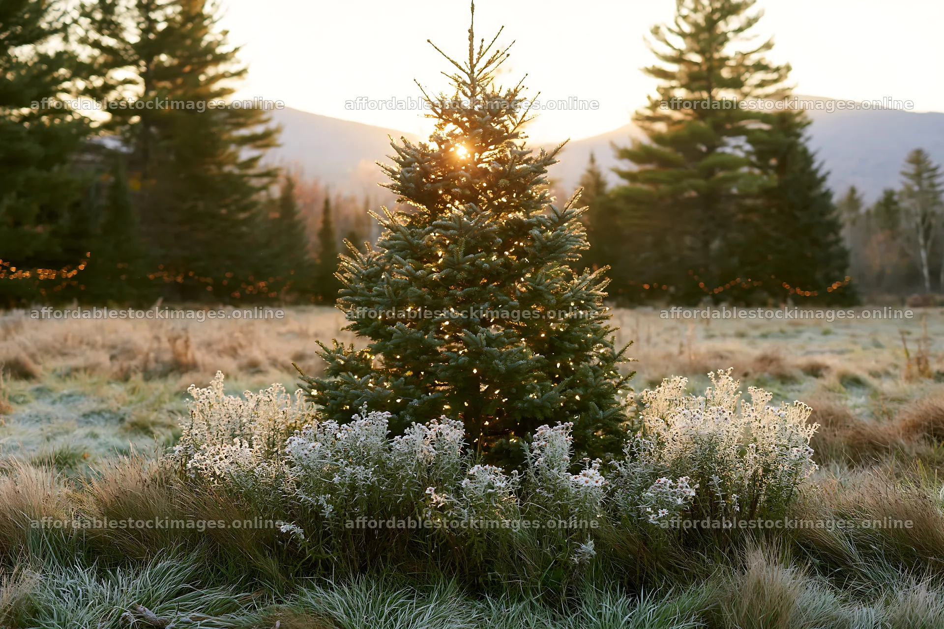 Christmas tree in meadow with sunbeams at golden hour – stock images 9722x6480