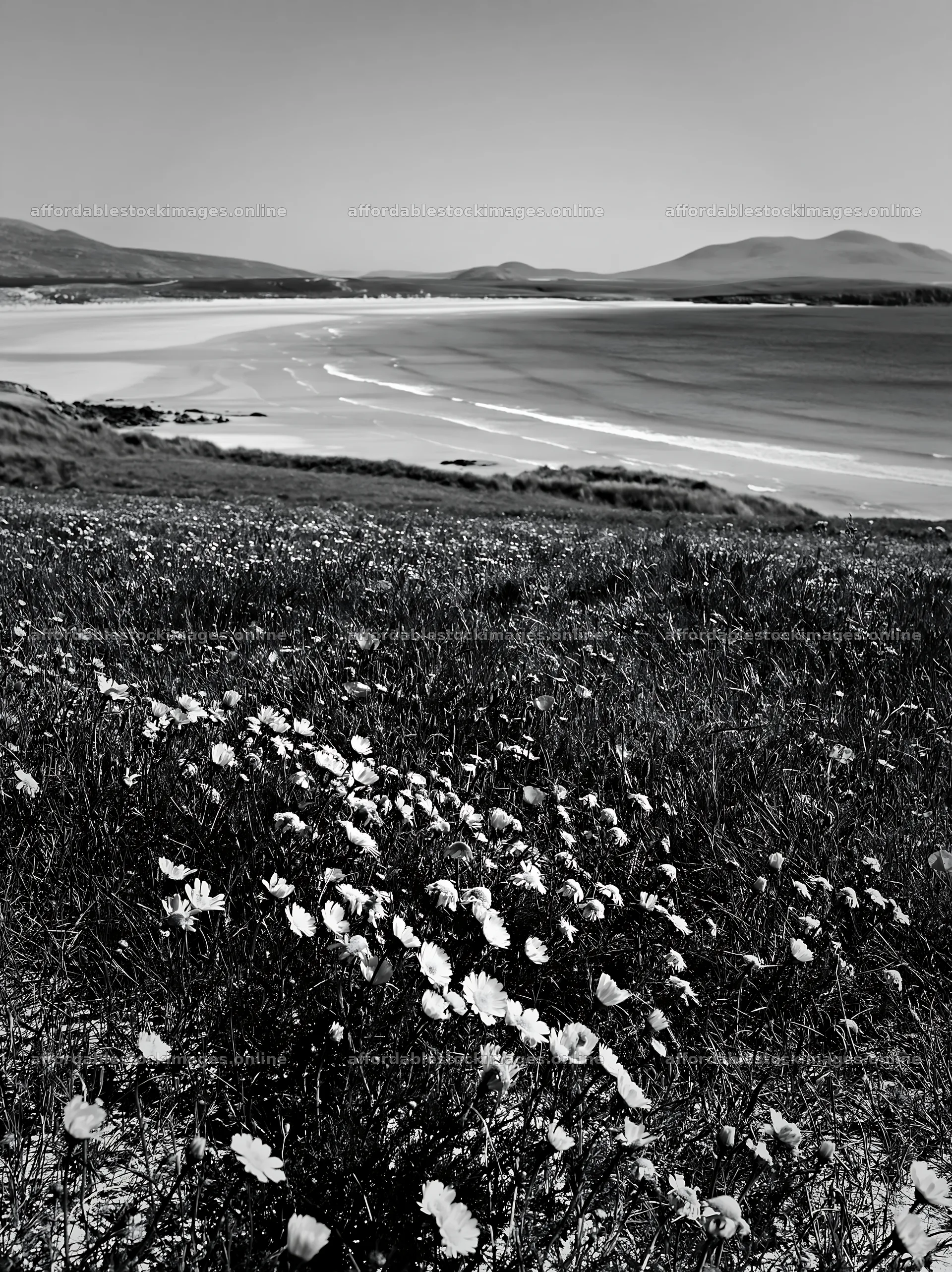 Machair beach meadow with flowers and coastline view – stock images 6866x9174