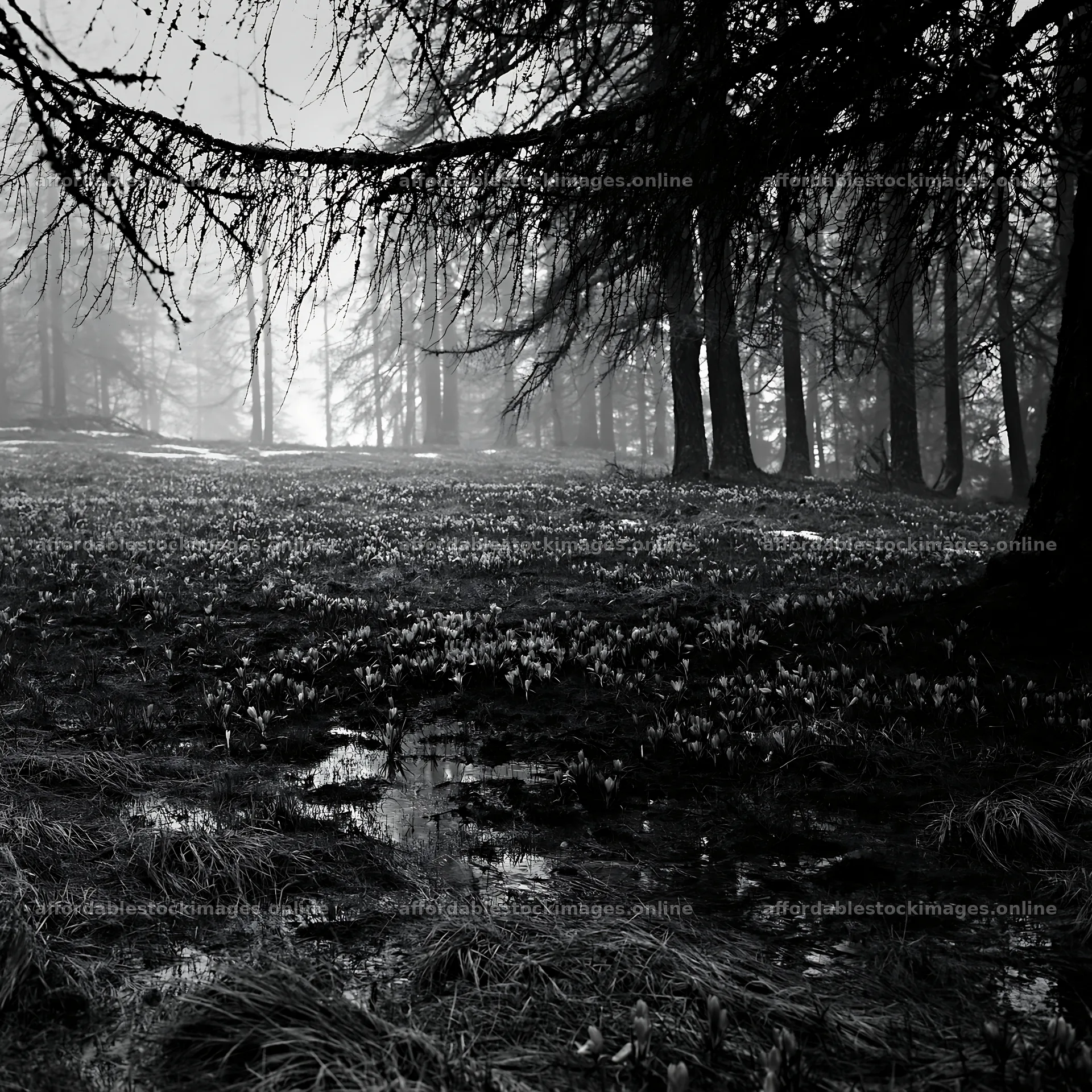 Misty forest meadow with flowers and foggy surroundings – stock images 7938x7938