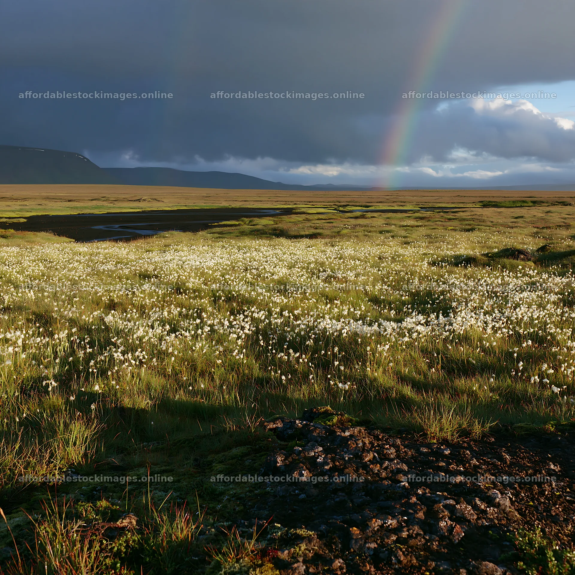 Cottongrass meadow under a rainbow sky – stock images 7938x7938