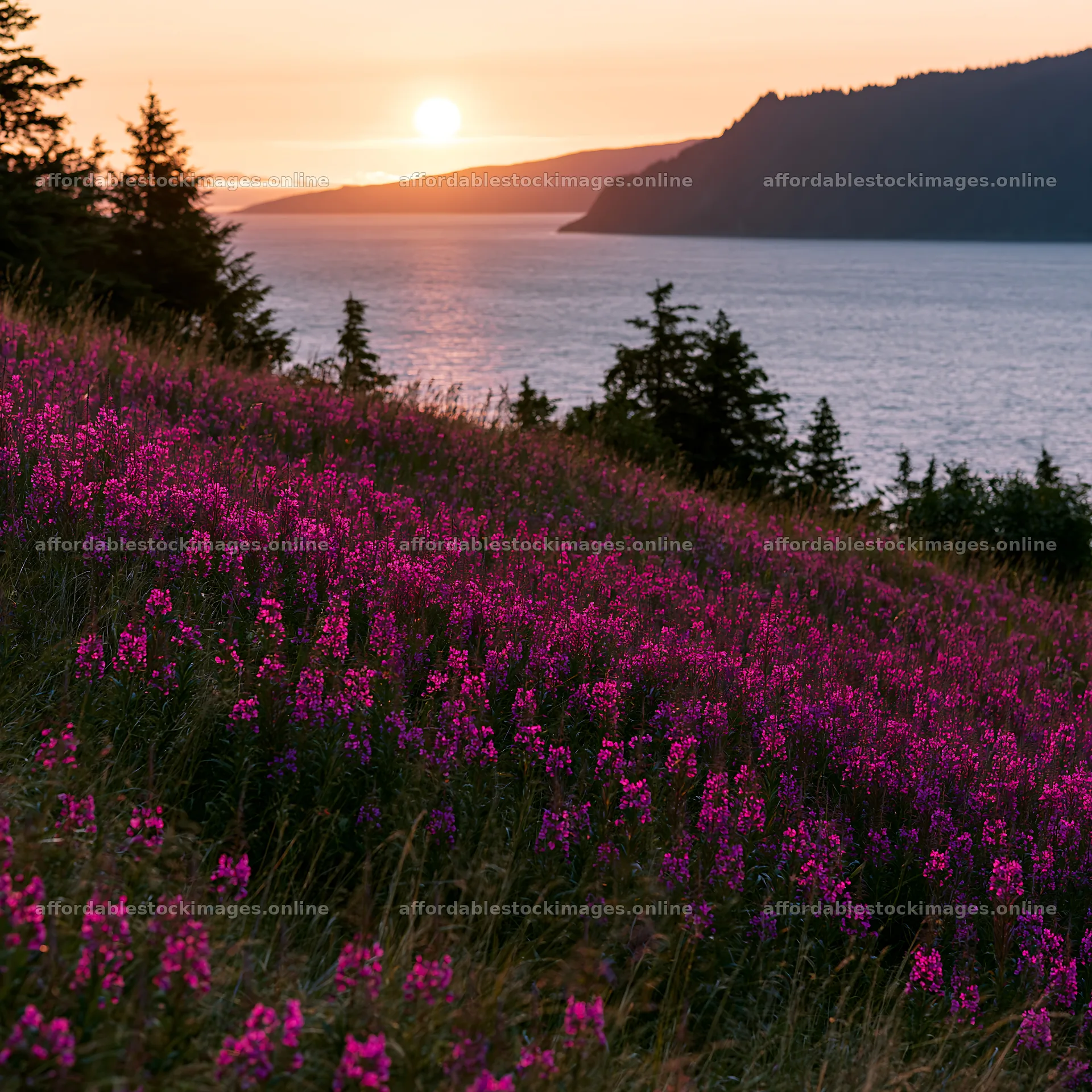 Fireweed meadow sunset over the water and mountains – stock images 7938x7938