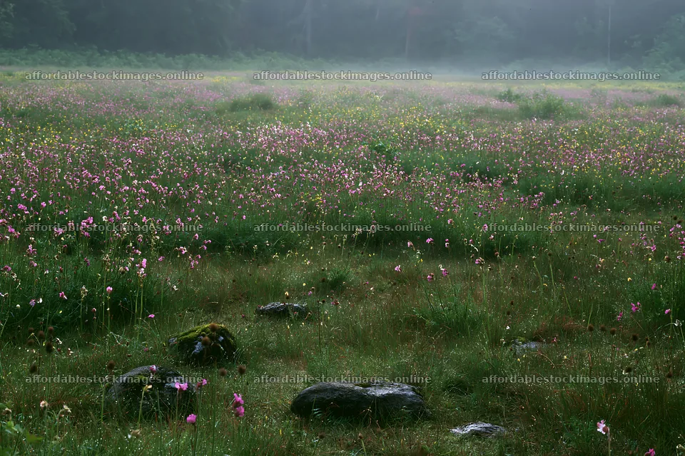 Expansive meadow filled with spring flowers and stones – stock images 9722x6480