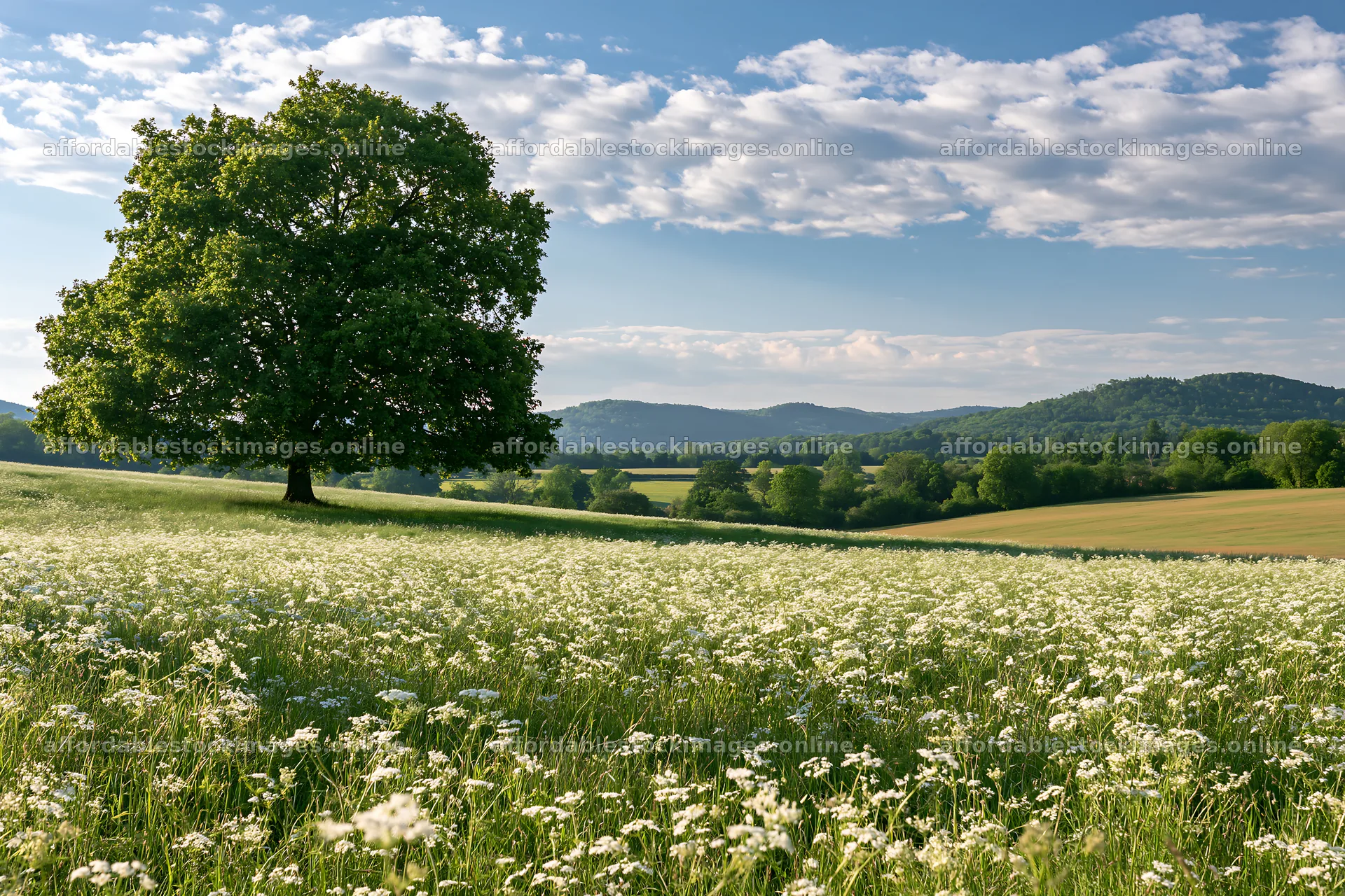 Cow parsley meadow under blue sky with distant hills – stock images 9722x6480