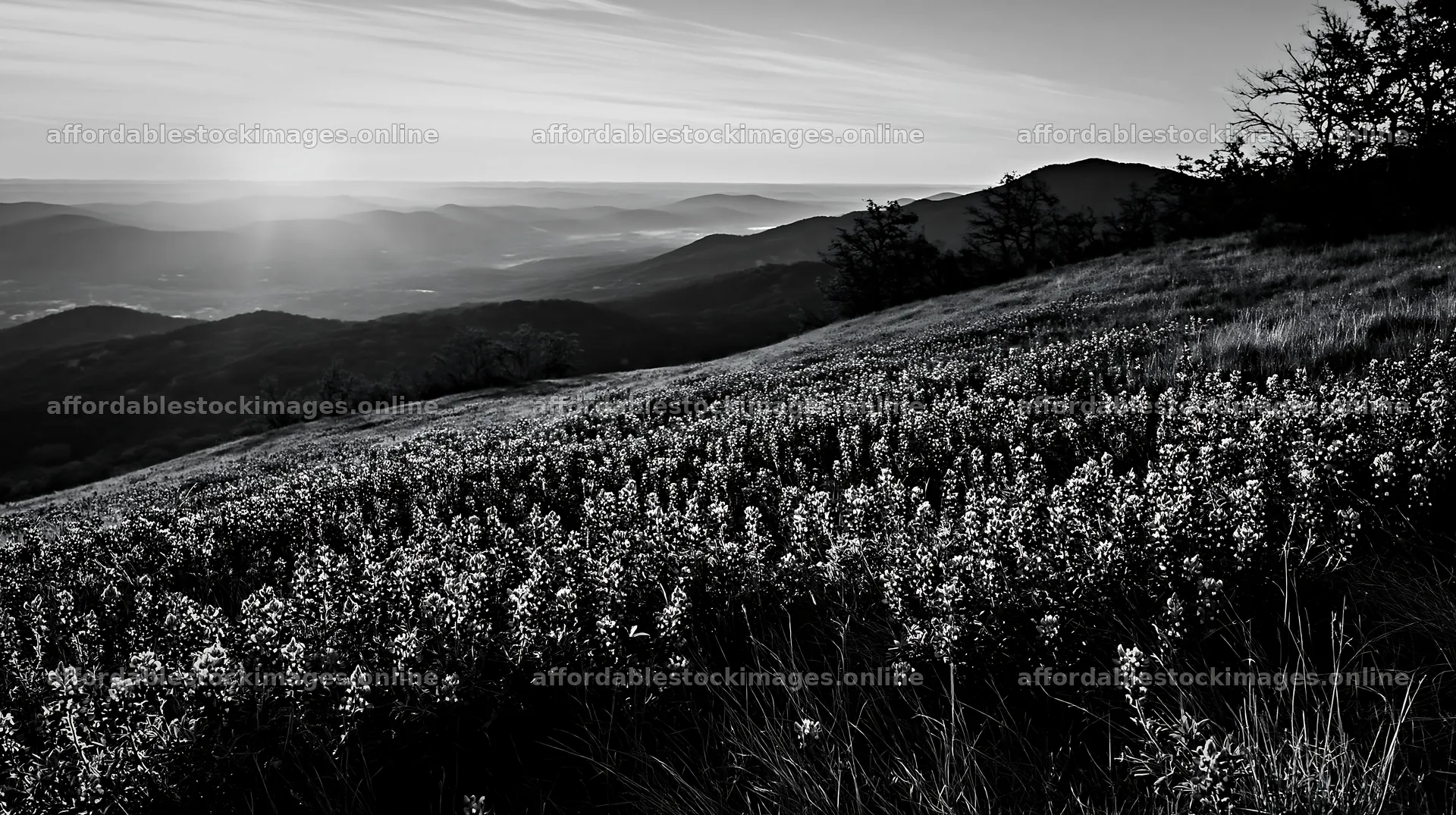 Bluebonnet meadow at sunrise with mountain view – stock images 10608x5938
