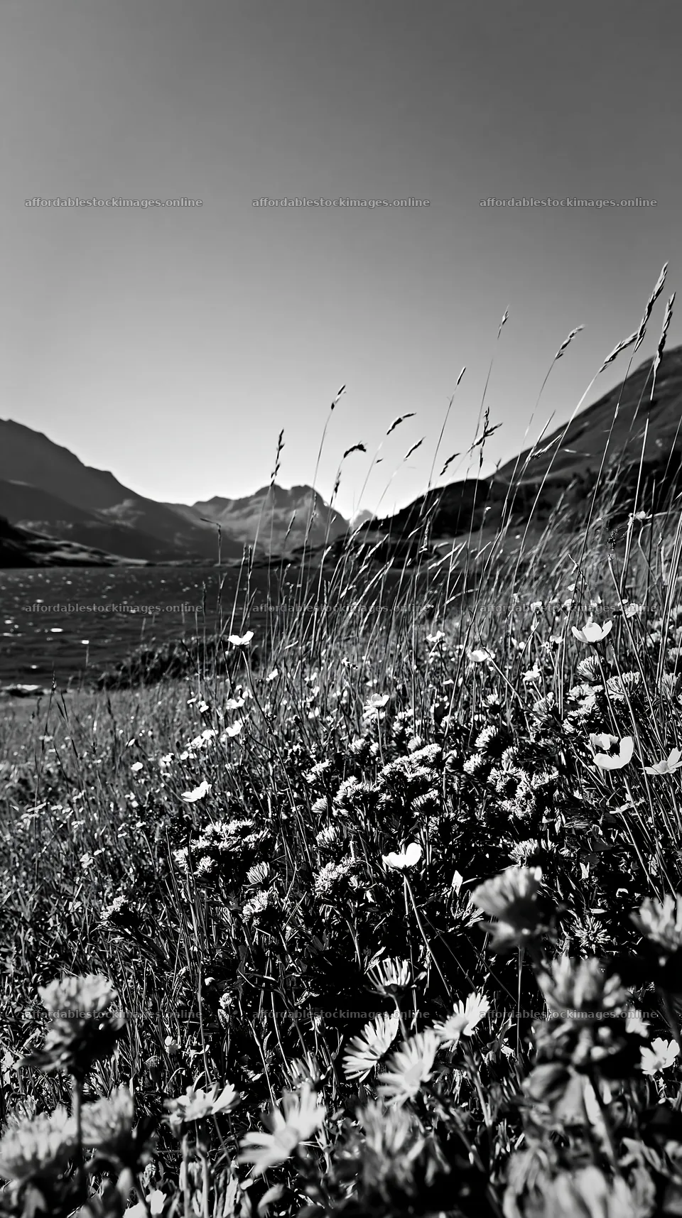 Swiss meadow beside alpine lake in black and white – stock images 5938x10608
