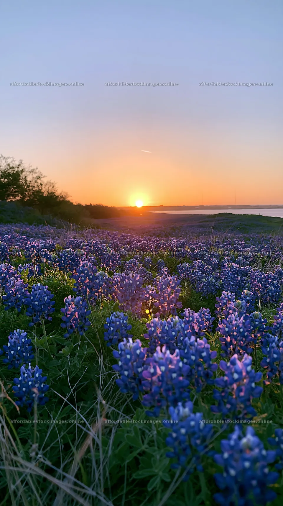 Bluebonnet meadow sunrise with flowers and vibrant colors – stock images 5938x10608