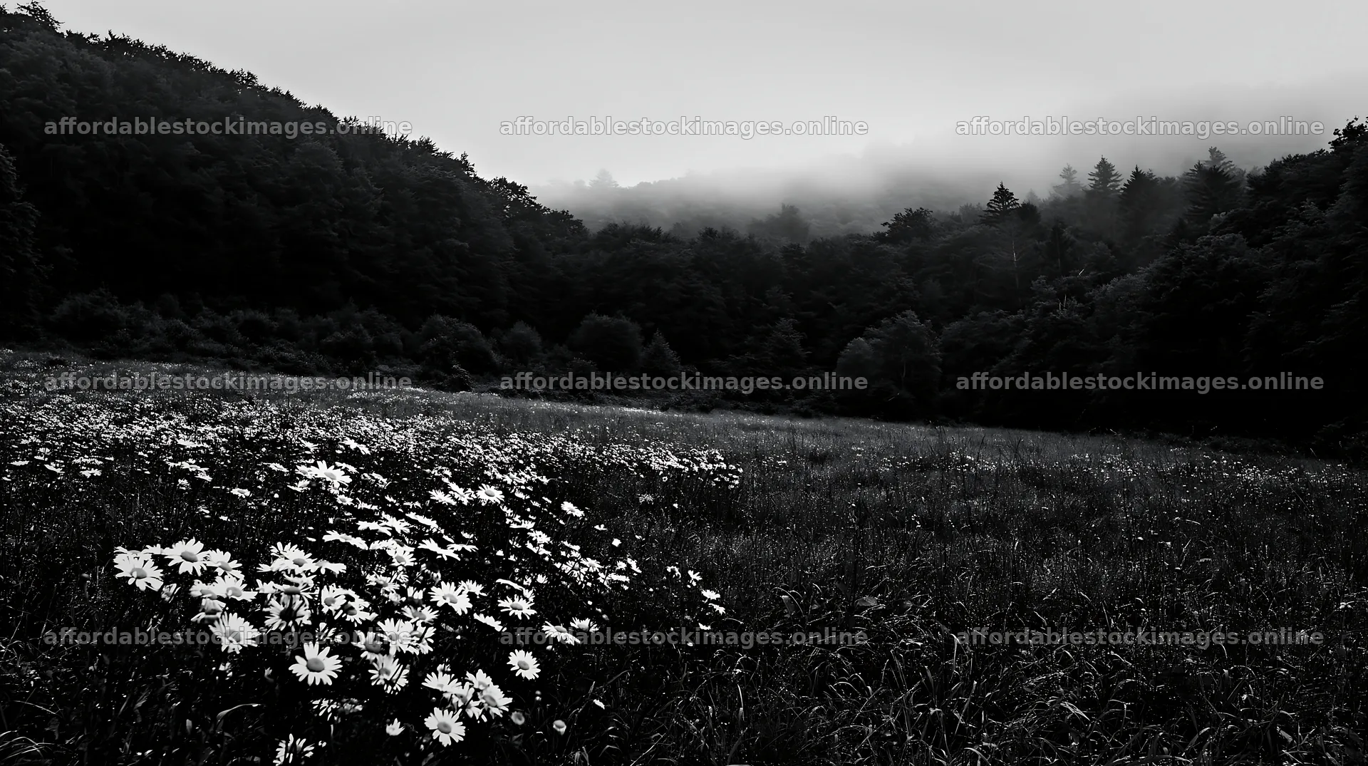 Meadow flowers at the edge of a forest in fog – stock images 10608x5938