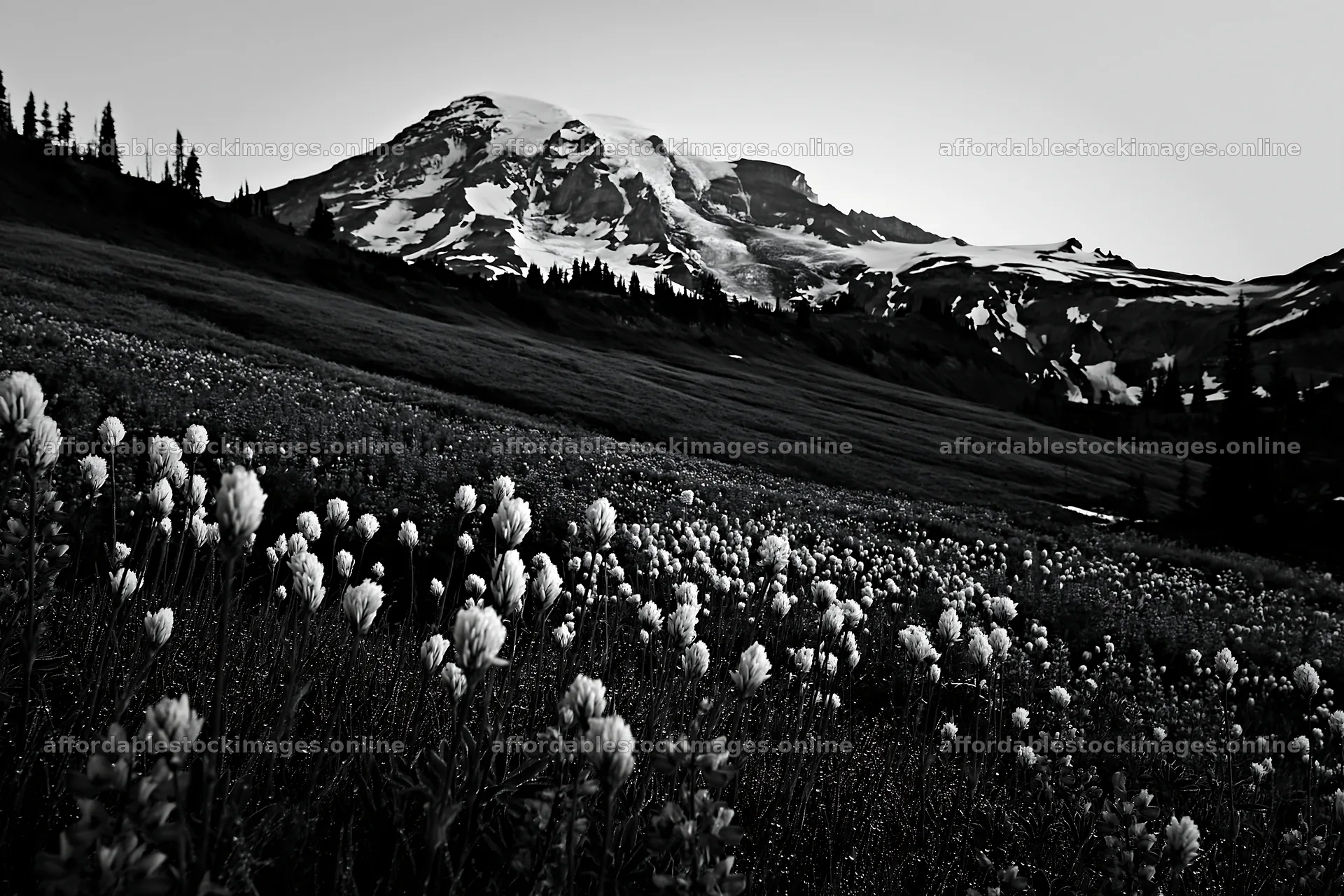 Mount Rainier wildflower meadow at sunrise – stock images 9722x6480