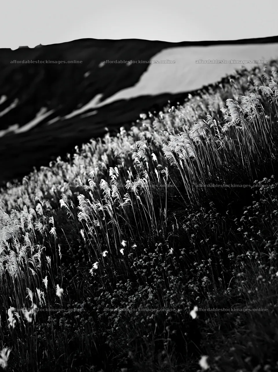 Akita snowmelt meadow with silver grasses – stock images 6866x9174