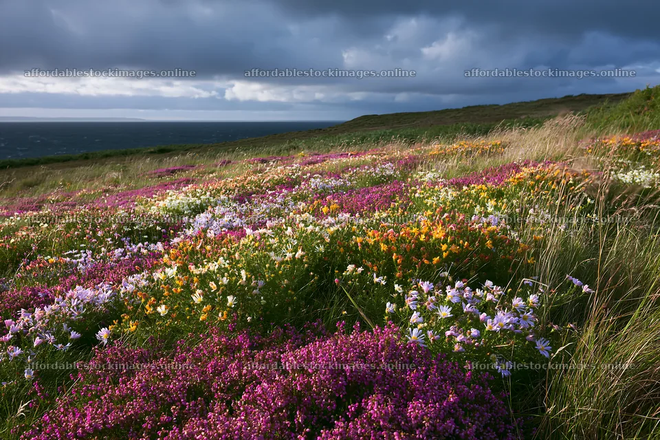 Colorful aster meadow during daytime with cloudy sky – stock images 9722x6480