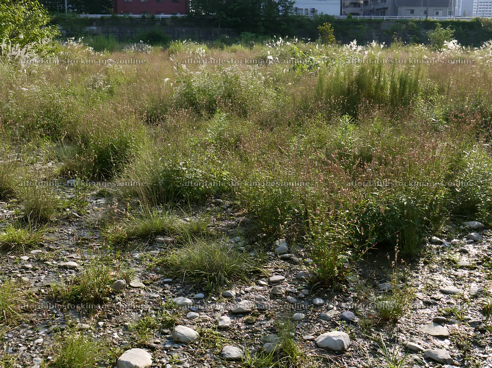 Tokyo urban biodiversity meadow with seedheads in the city – stock images 9174x6866