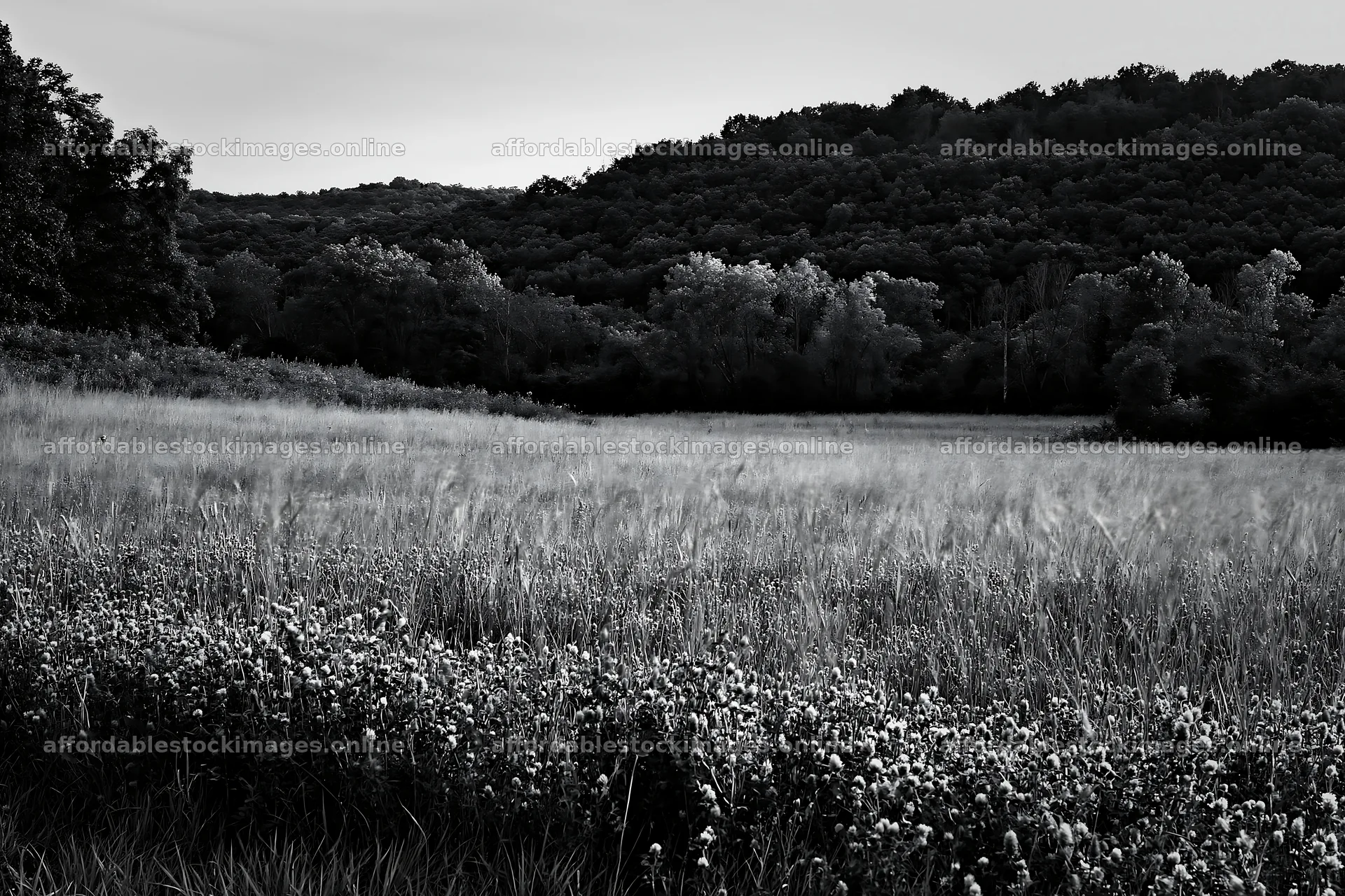Hungarian meadow in wooded valley at dusk – stock images 9722x6480