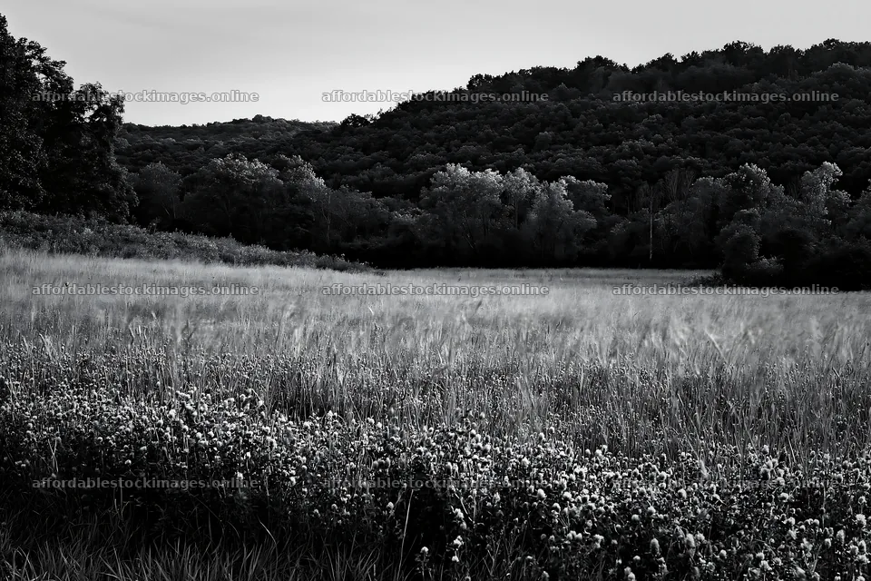 Hungarian meadow in wooded valley at dusk – stock images 9722x6480