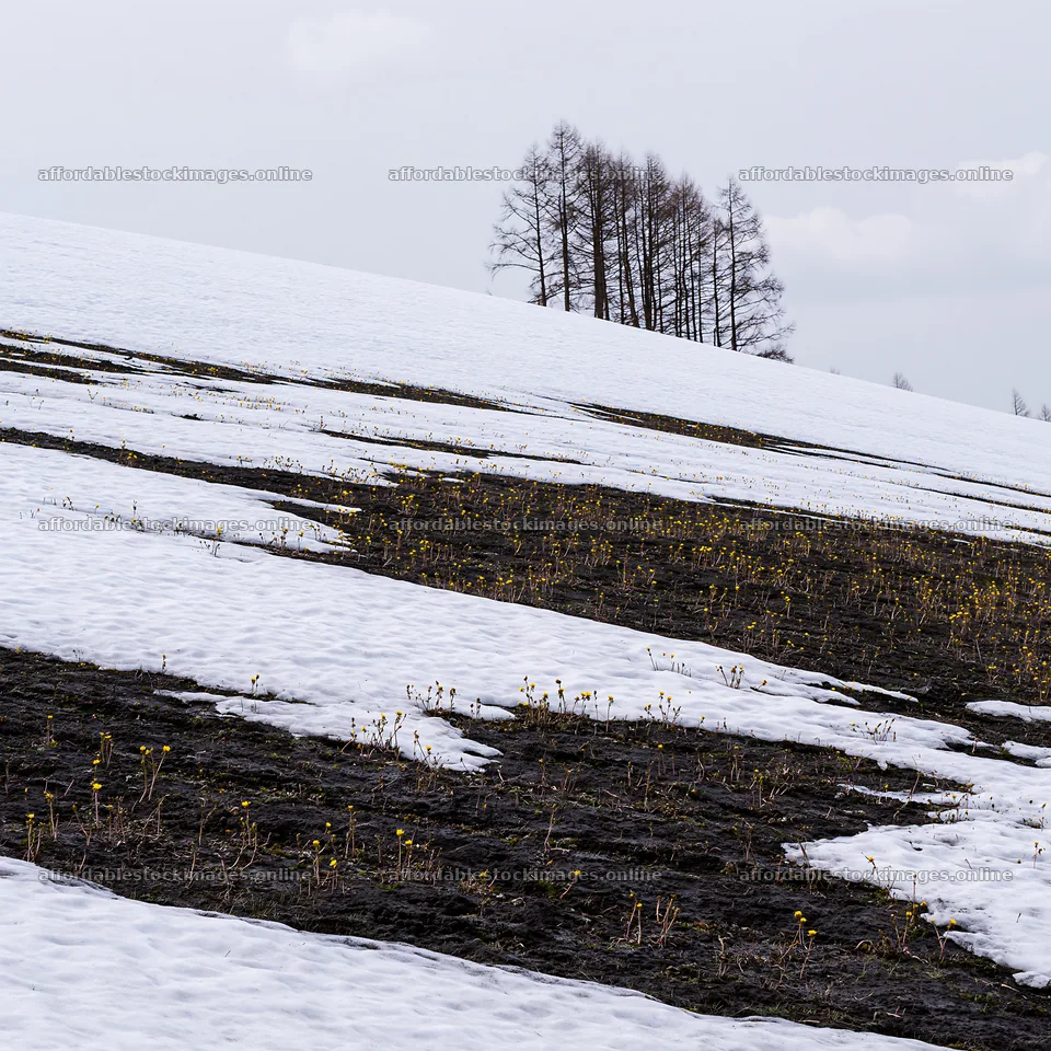 Snow covered Biei hills meadow with patches of yellow flowers – stock images 7938x7938