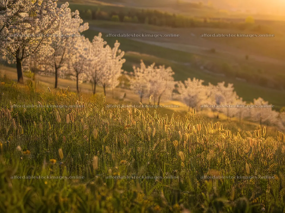Apple blossom meadow in spring sunlight – stock images 9172x6868