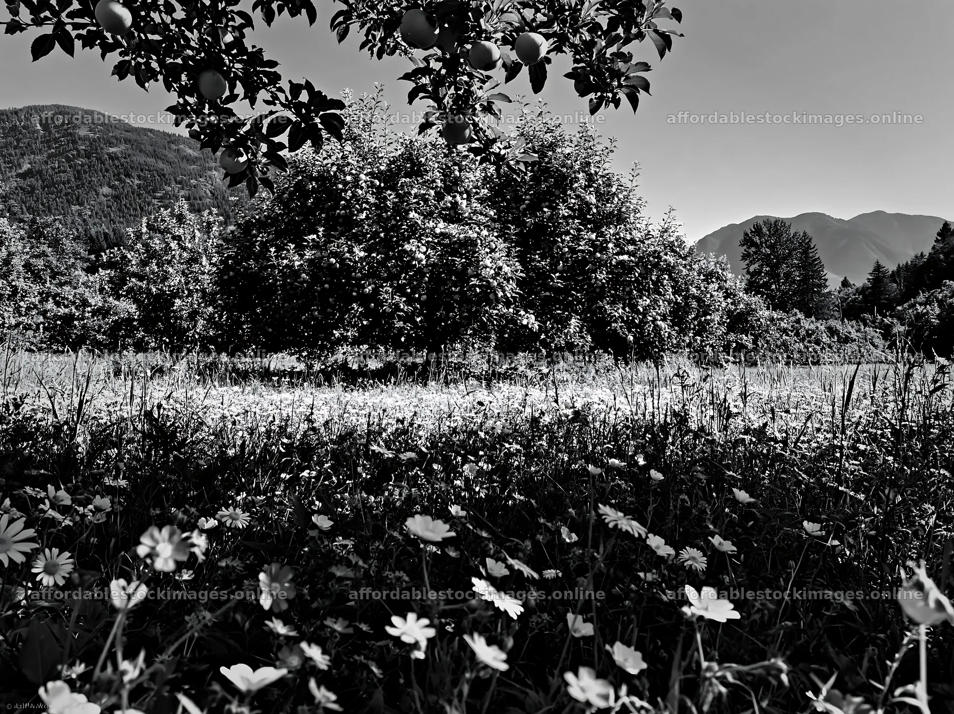 Valley apple meadow with flowers and distant mountains – stock images 9174x6866