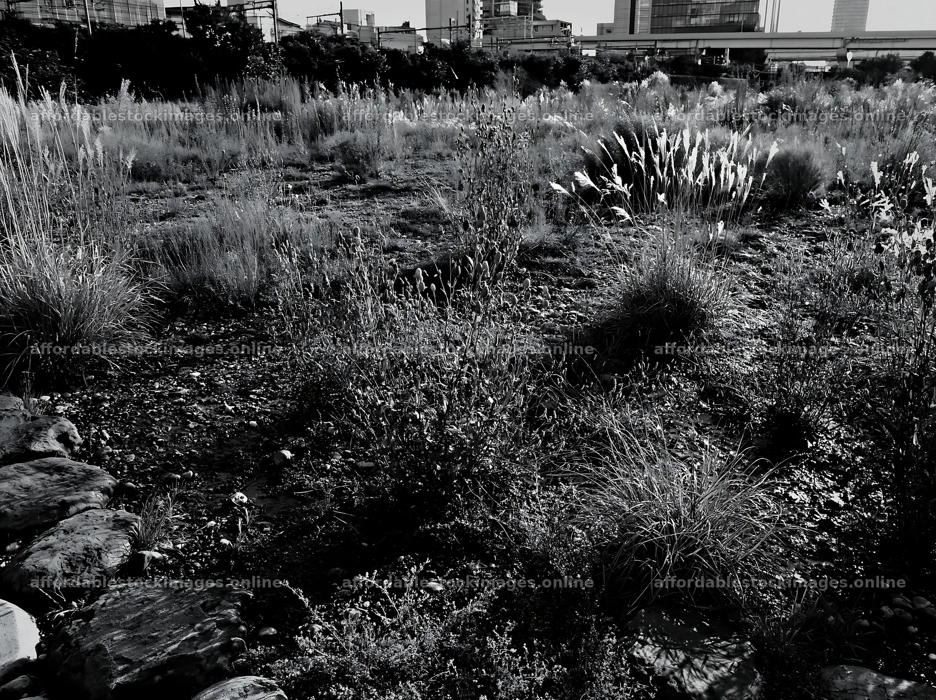 Tokyo urban biodiversity meadow with seedheads displayed in – stock images 9174x6866