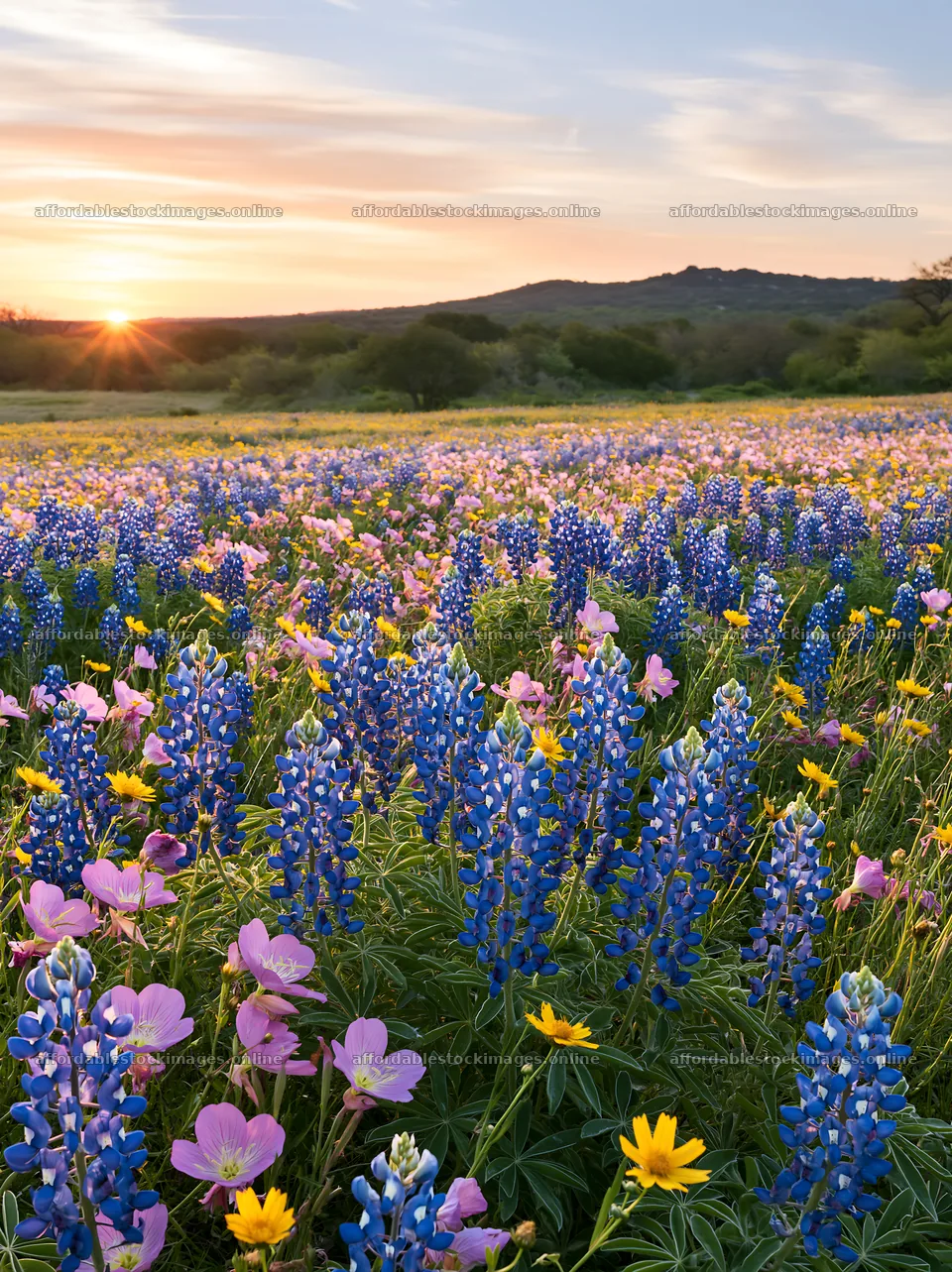 Bluebonnet meadow at sunrise with various flowers – stock images 6866x9174