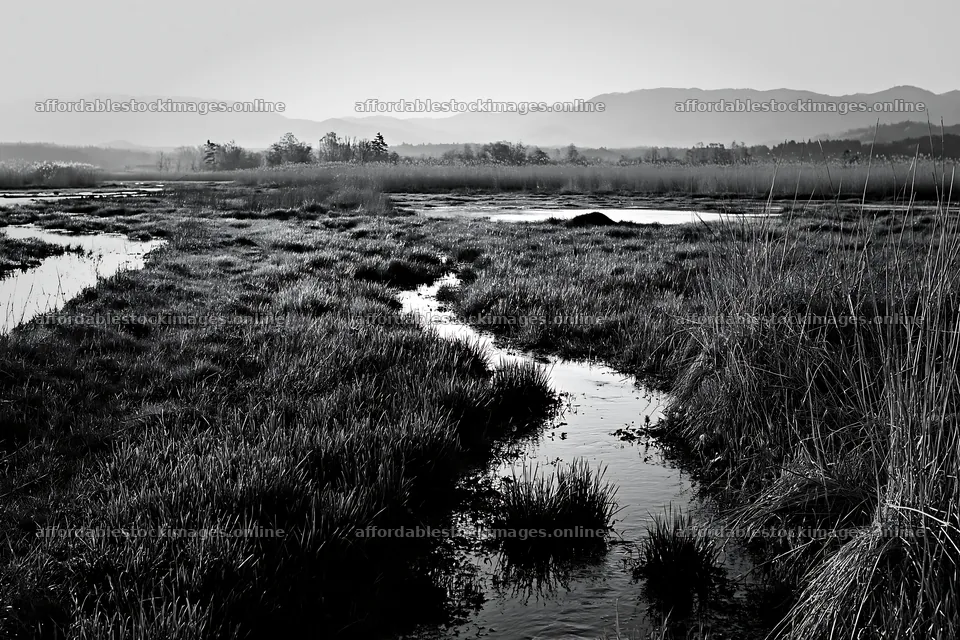 Reeds growing in Shiga wetland meadow with water channels – stock images 9722x6480