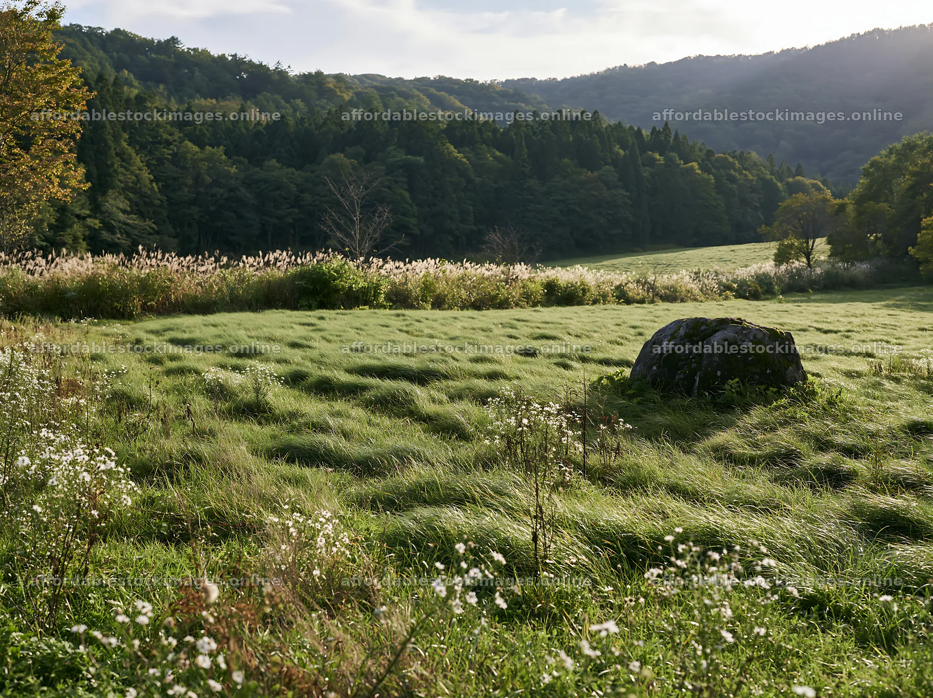 Aomori climate resilient meadow with boulder in daylight – stock images 9174x6866