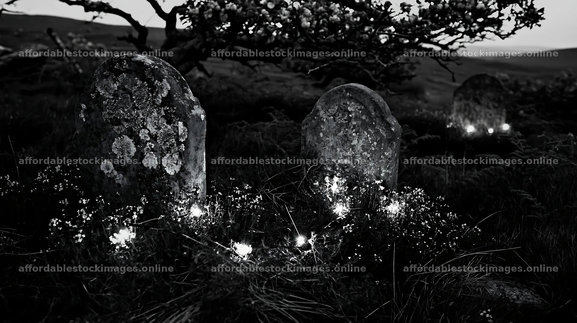 Christmas apple tree in meadow with thyme and lights – stock images 10608x5938