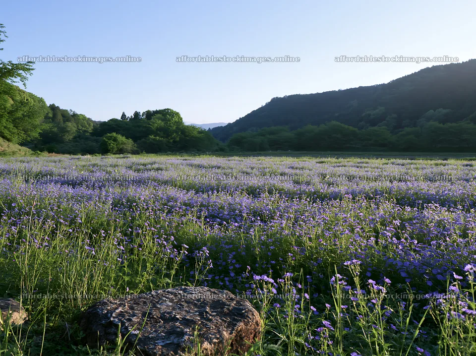 Kyoto spring wildflower meadow stone foreground – stock images 9174x6866