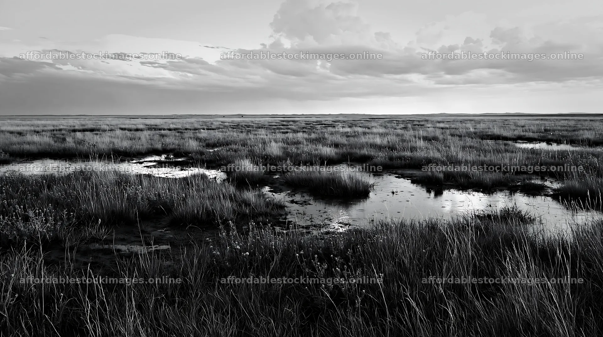 Drought-tolerant meadow with water pools under cloudy sky – stock images 10608x5938