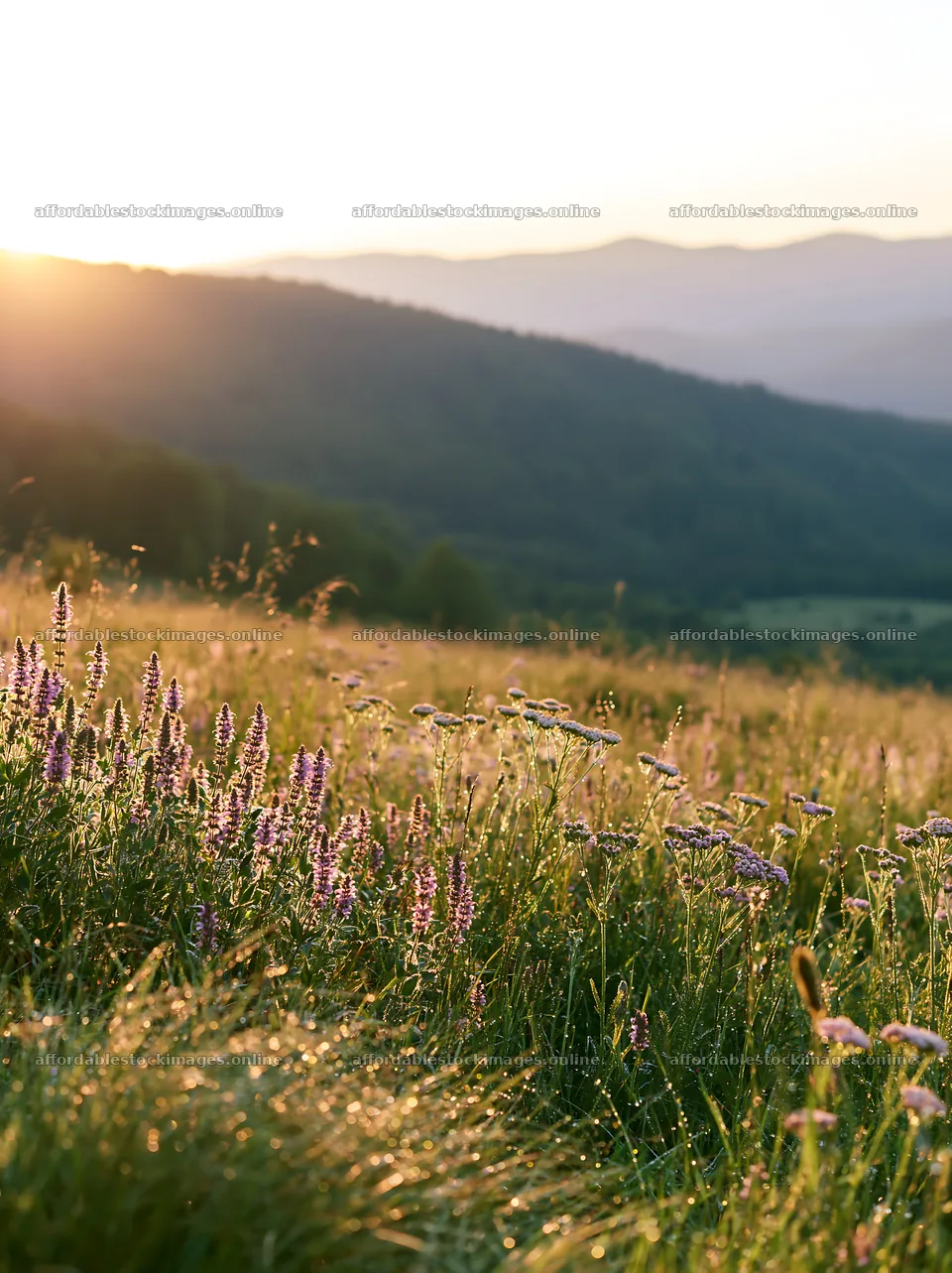 Rolling valley meadows at sunset with wildflowers – stock images 6866x9174