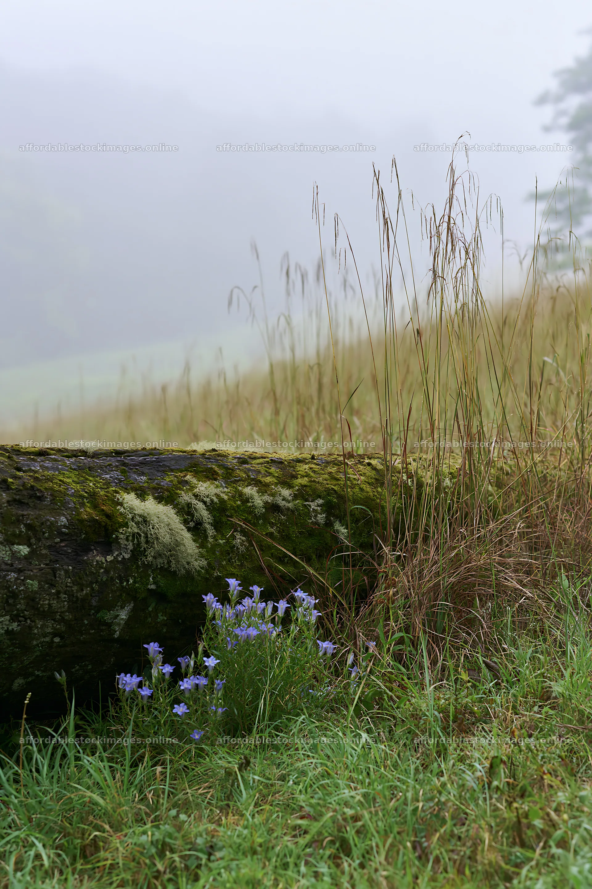 Mossy log in Gifu low carbon meadow with wildflowers – stock images 6480x9722