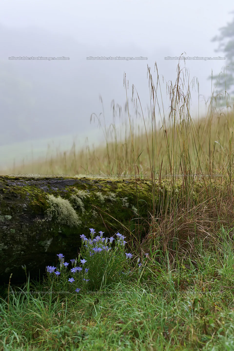 Mossy log in Gifu low carbon meadow with wildflowers – stock images 6480x9722