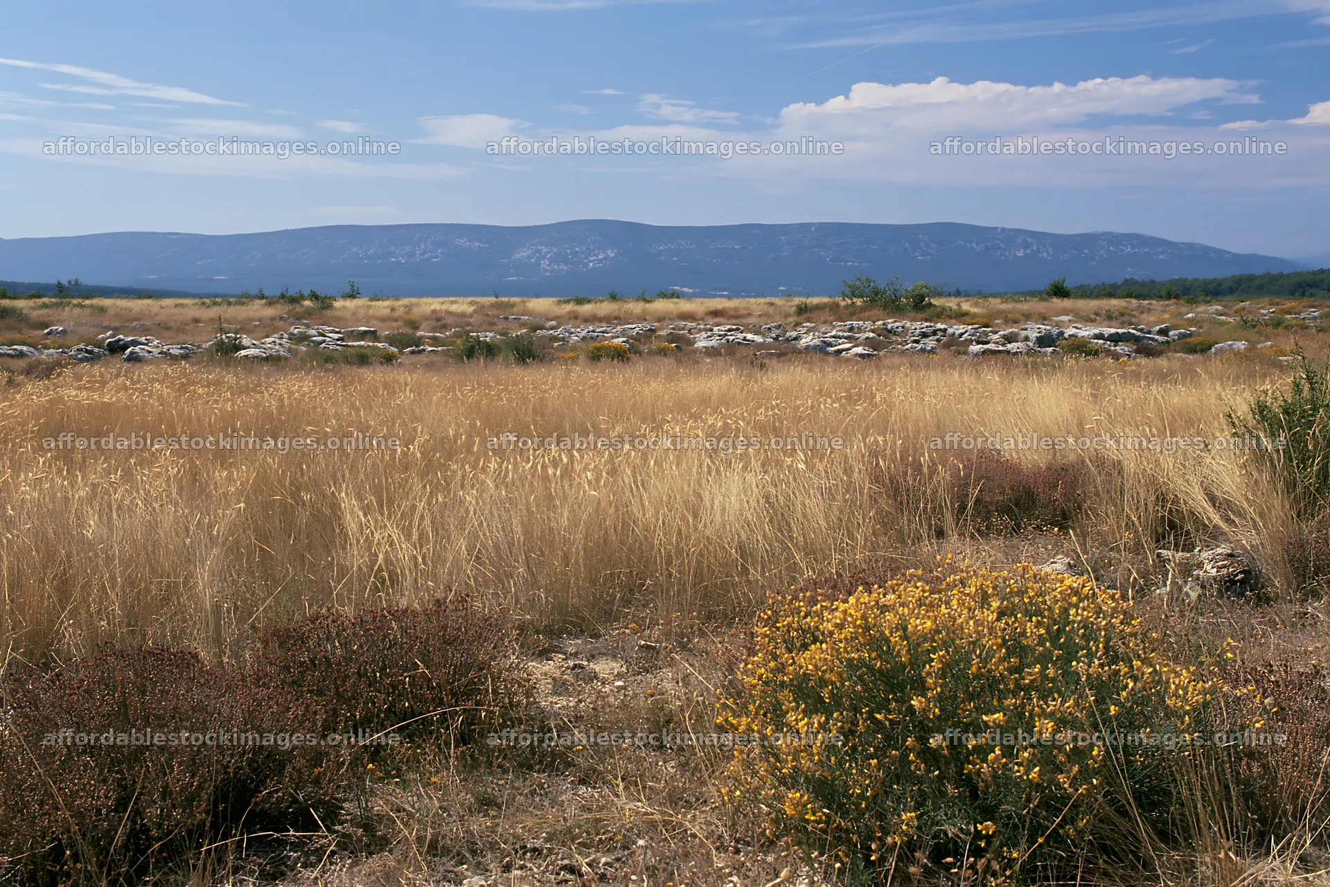 Meadow landscape with seedheads and distant mountains – stock images 9722x6480