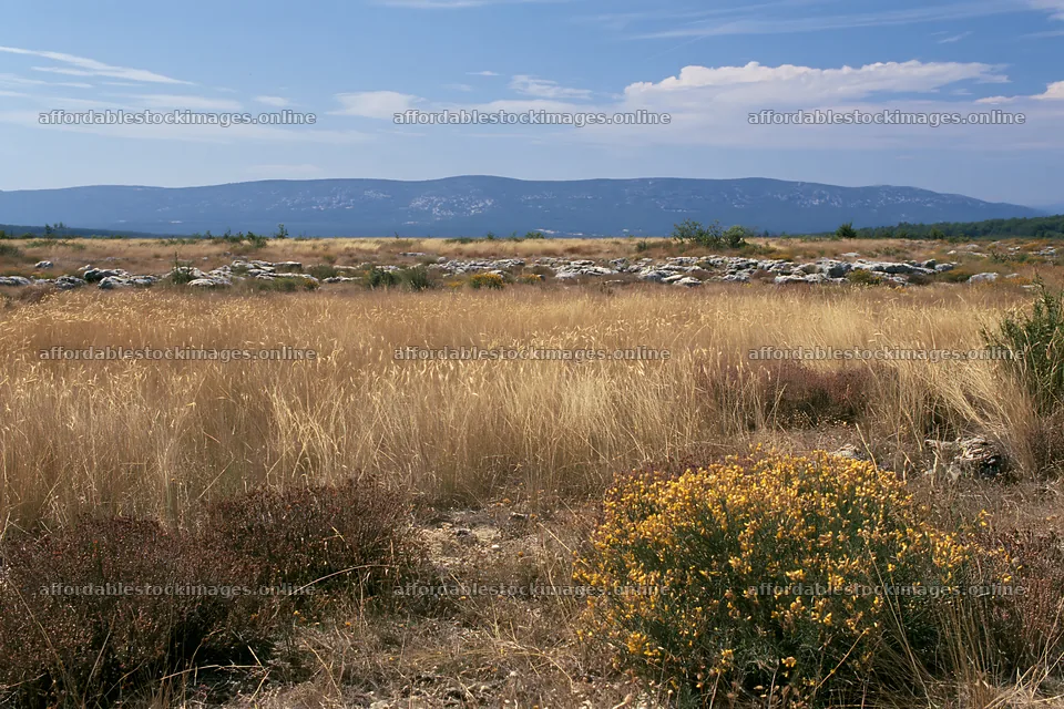 Meadow landscape with seedheads and distant mountains – stock images 9722x6480