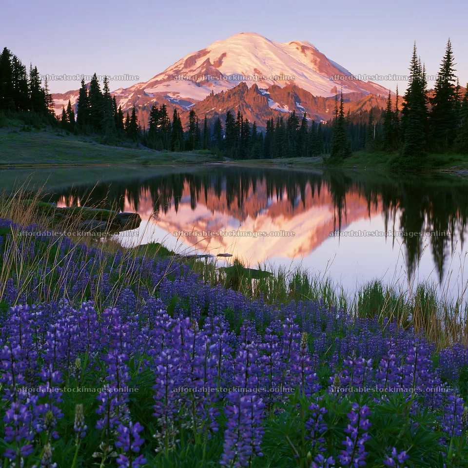Mount Rainier wildflower meadow at sunrise with reflection – stock images 7938x7938