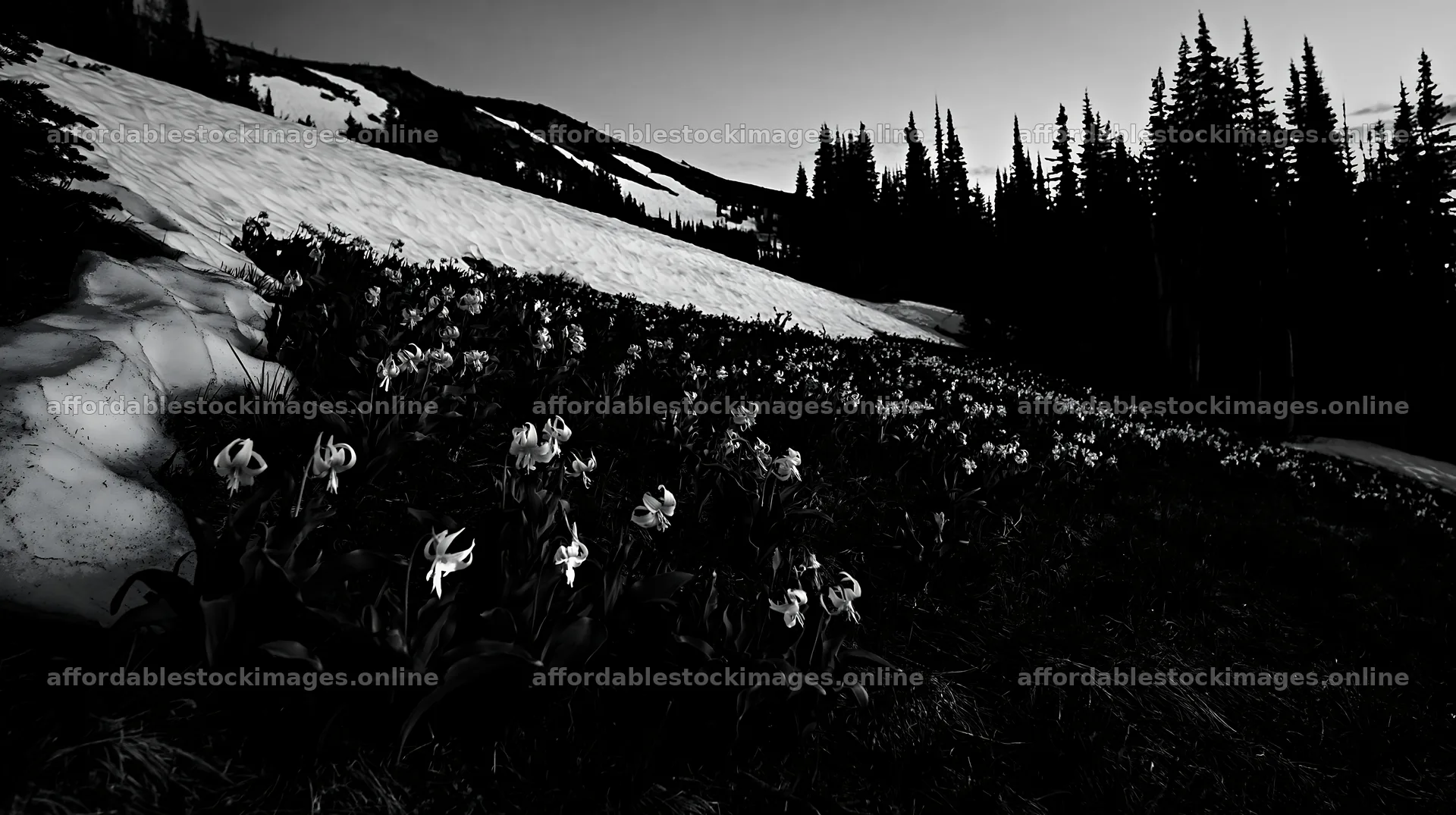 Snowy highland meadow with blooming flowers at dusk – stock images 10608x5938