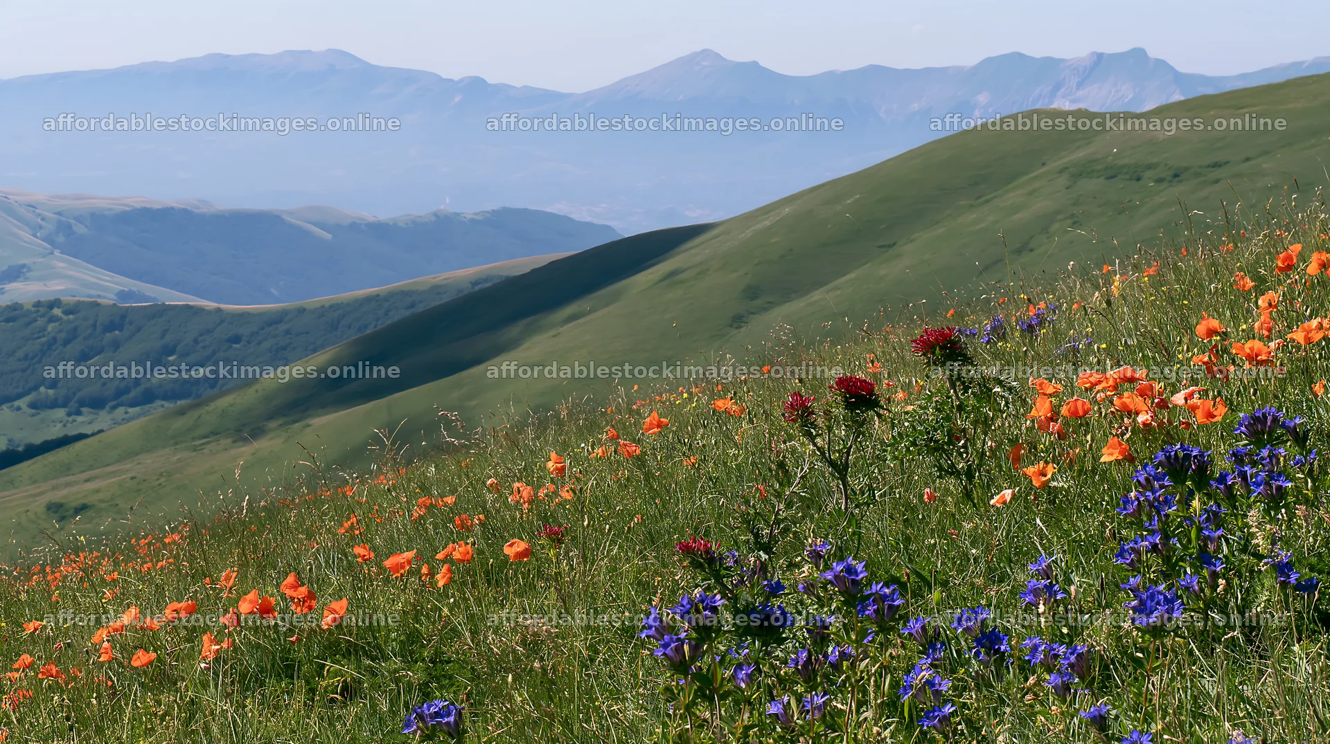 Poppy and larkspur meadow with mountains in the background – stock images 10608x5938