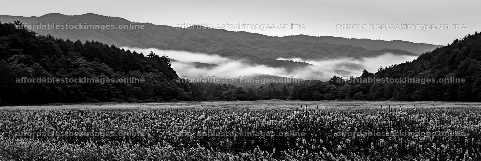 Iwate rain refreshed meadow seedhead foreground – stock images 13690x4602