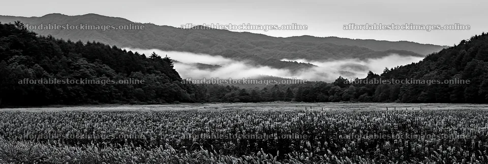 Iwate rain refreshed meadow seedhead foreground – stock images 13690x4602