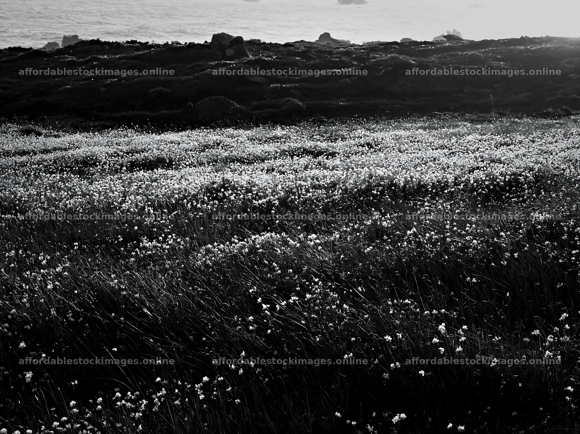 Portuguese meadow above Atlantic coast with wildflowers – stock images 9174x6866