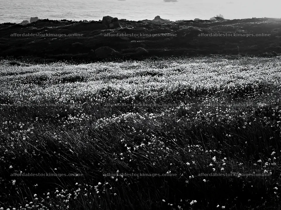 Portuguese meadow above Atlantic coast with wildflowers – stock images 9174x6866