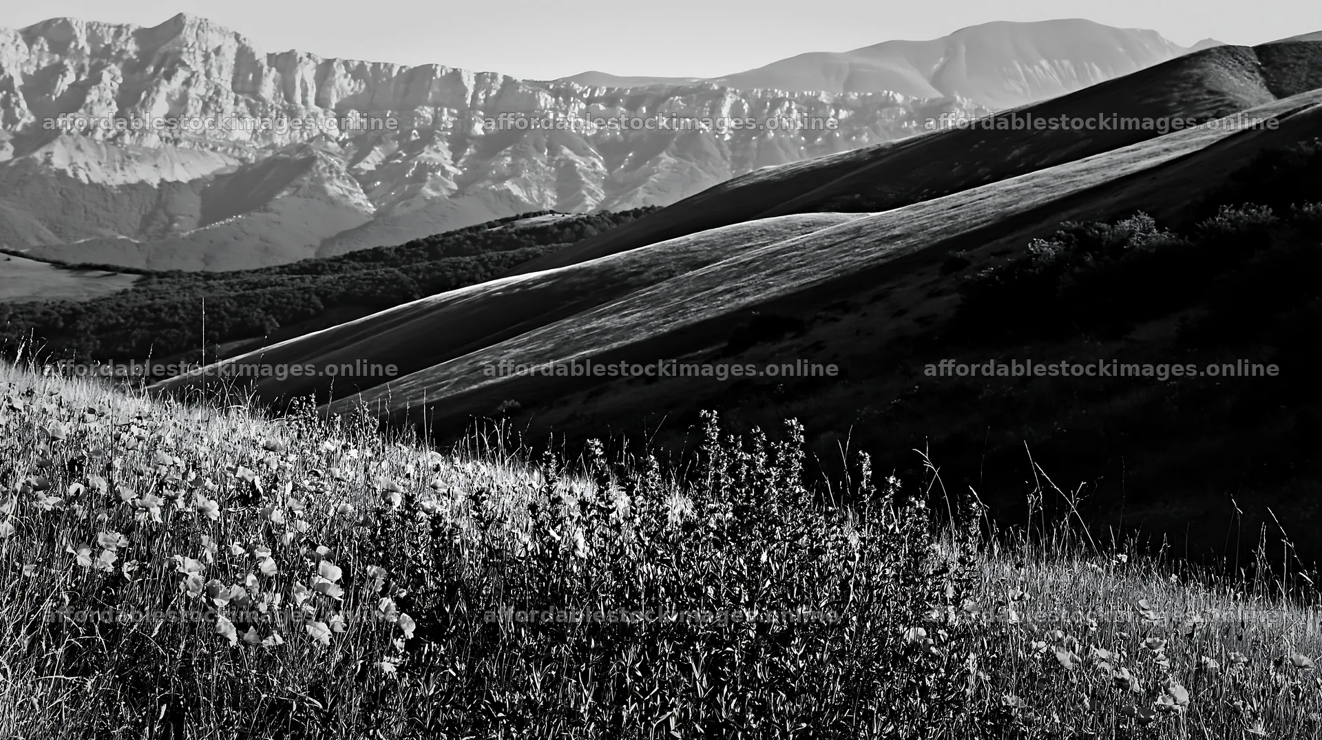 Poppy larkspur meadow against mountain backdrop – stock images 10608x5938