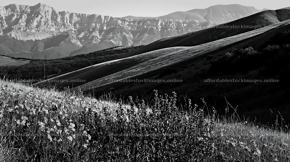 Poppy larkspur meadow against mountain backdrop – stock images 10608x5938