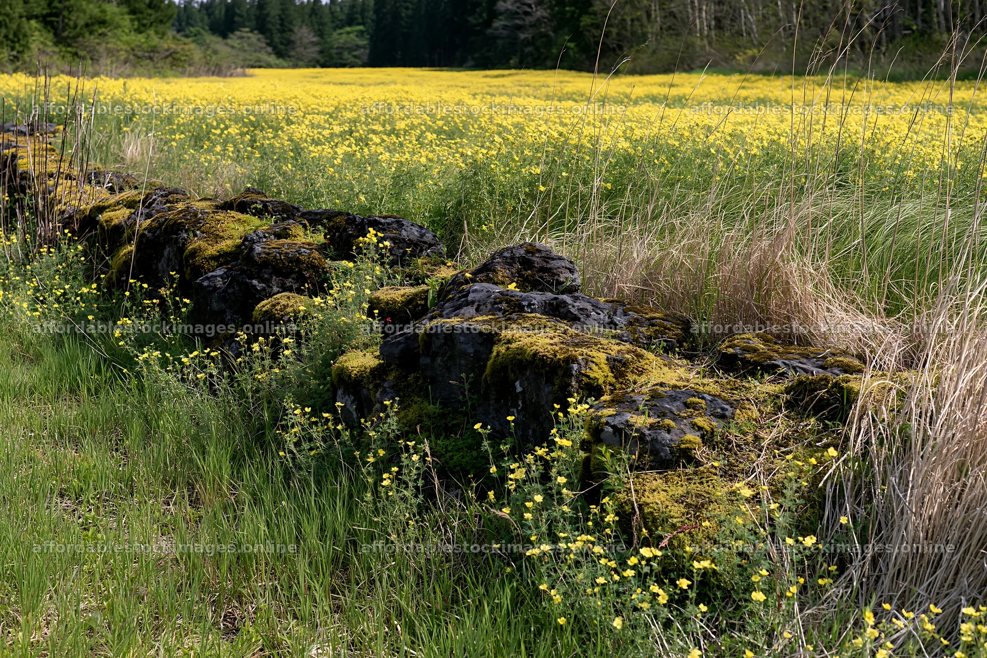 Mossy stones in Miyagi spring recovery meadow with yellow – stock images 9722x6480
