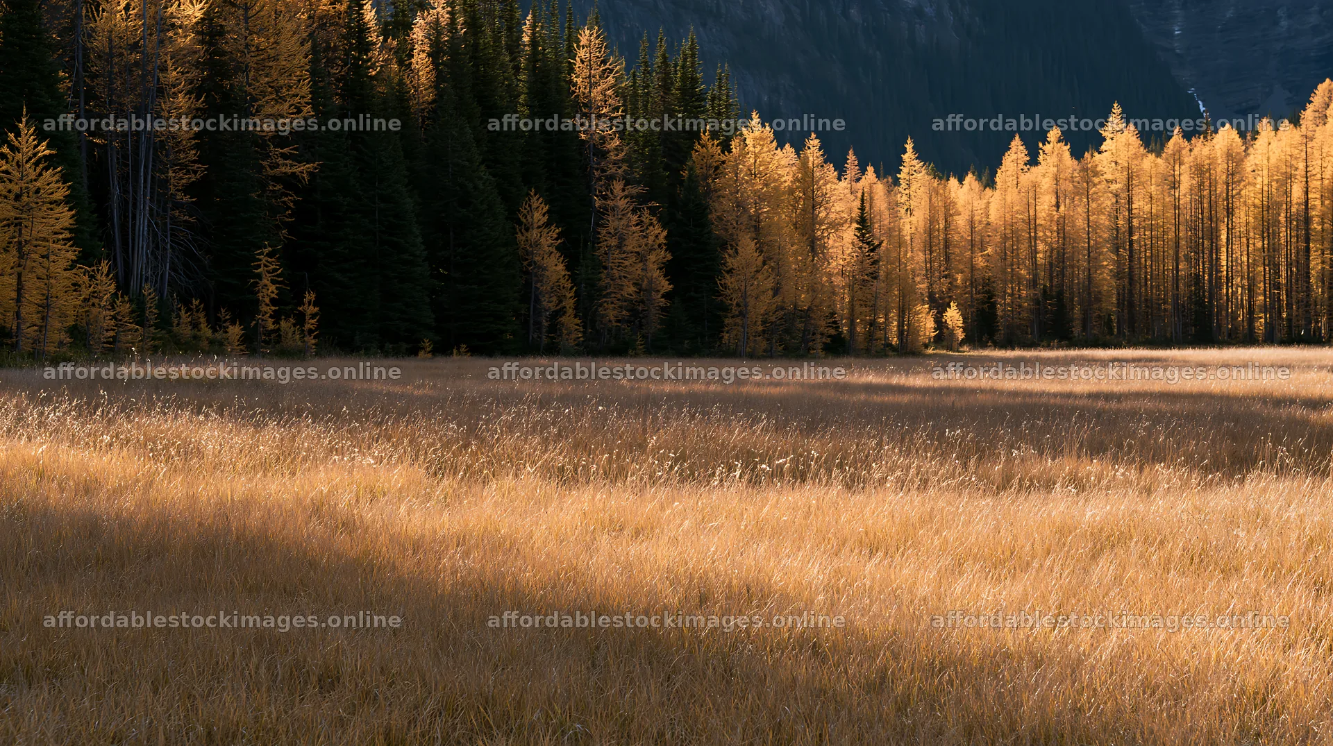 Sunshine rays over golden grass at Sunshine Meadows Banff – stock images 10608x5938
