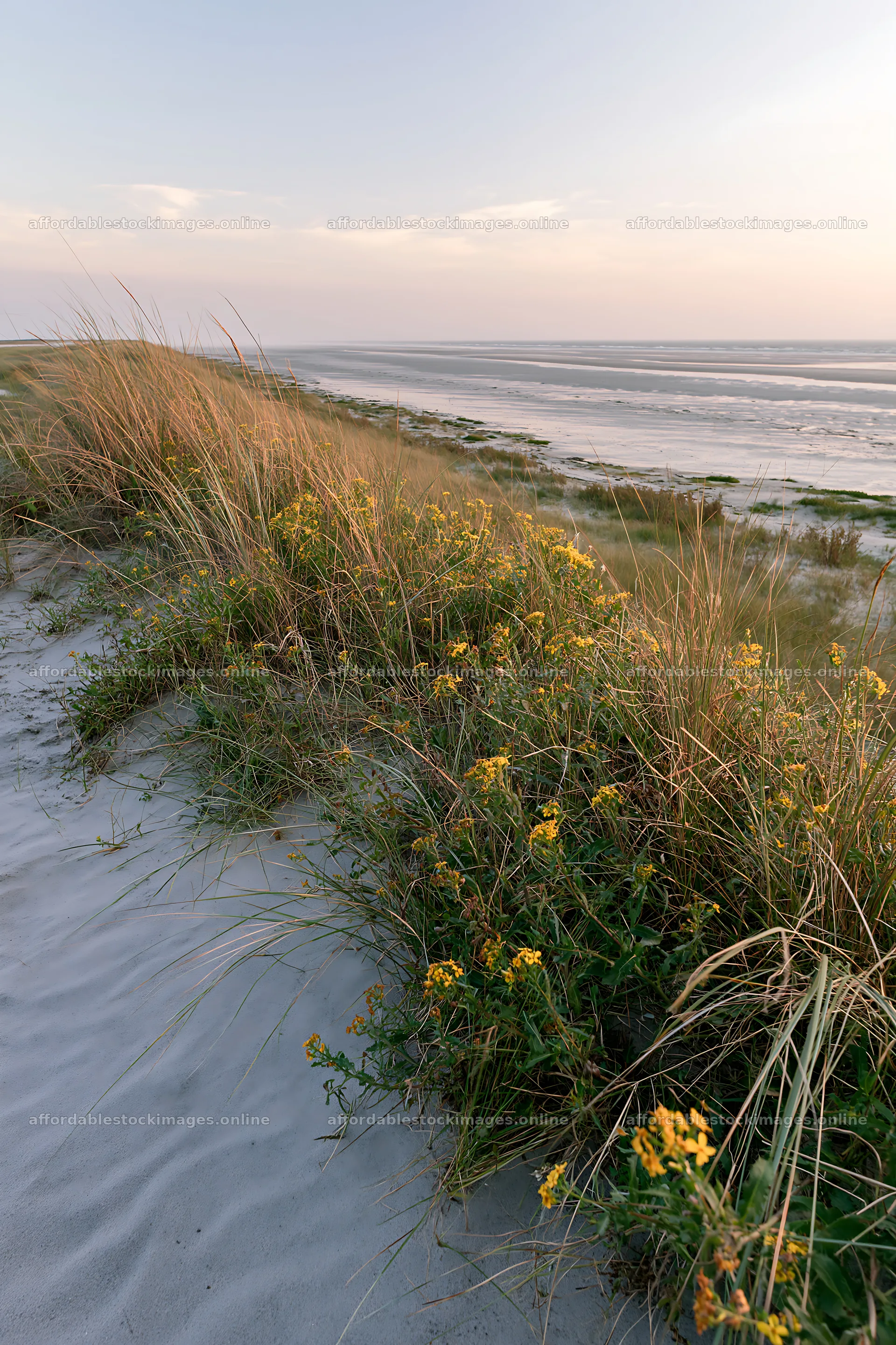 Beachside flower meadow with coastal grass and blooming flowers – stock images 6480x9722